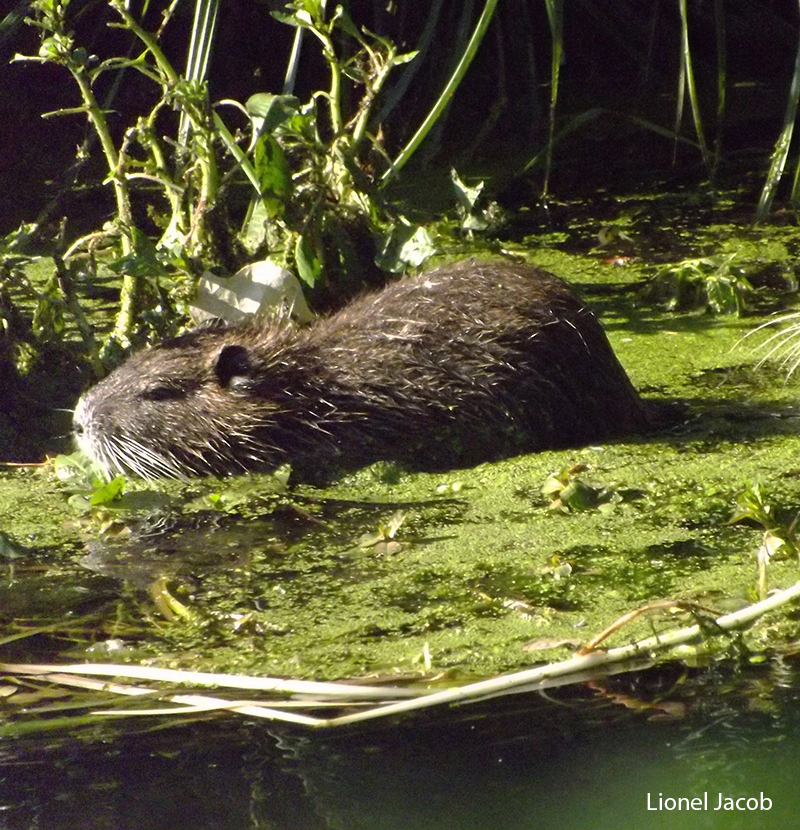 castor-rhona-nature-ardeche-1