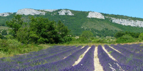 champ-de-lavande-ardeche-dent-de-rez