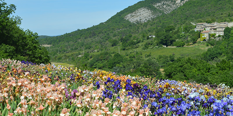 champ-iris-larnas-ardeche