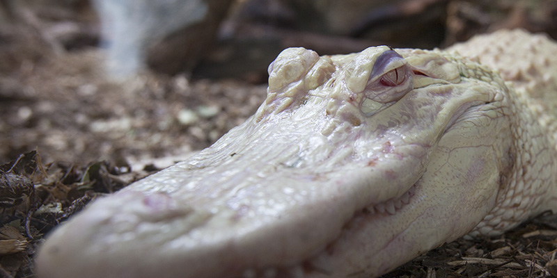 crocodile-albinos-ferme-aux-crocodiles-famille-ardeche