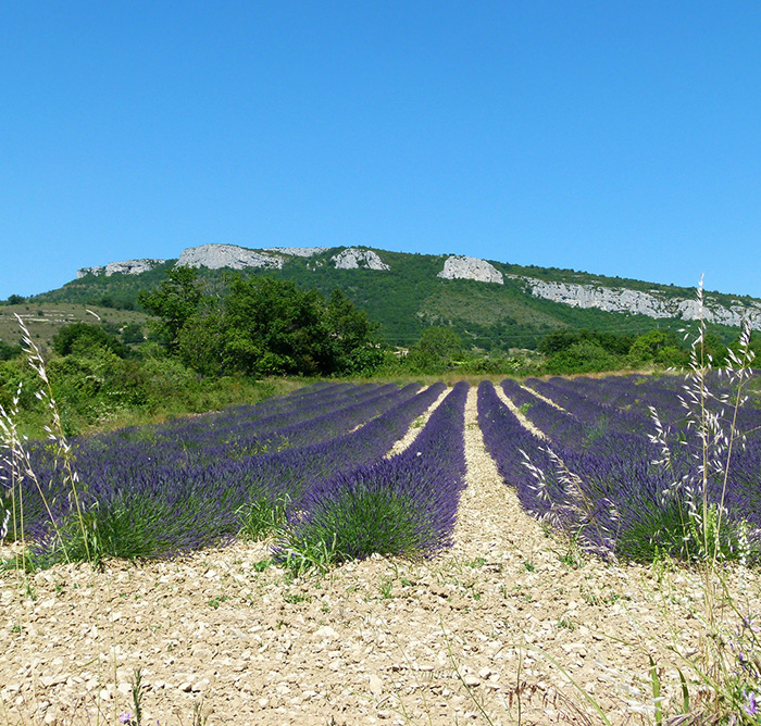 dent-de-rez-lavande-ardeche-1