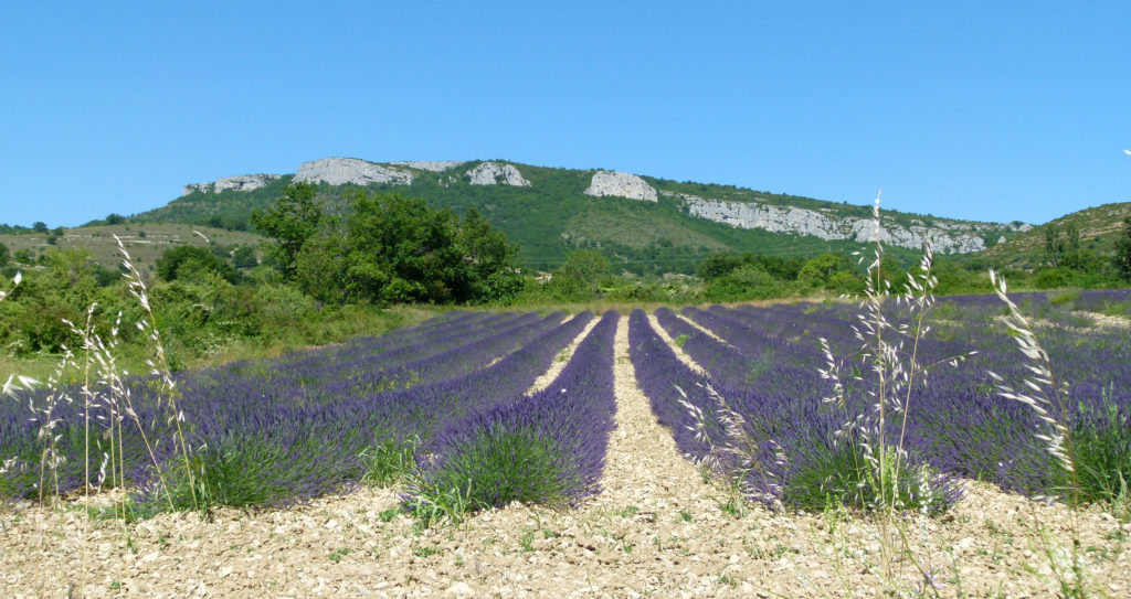 dent de rez lavande ardeche