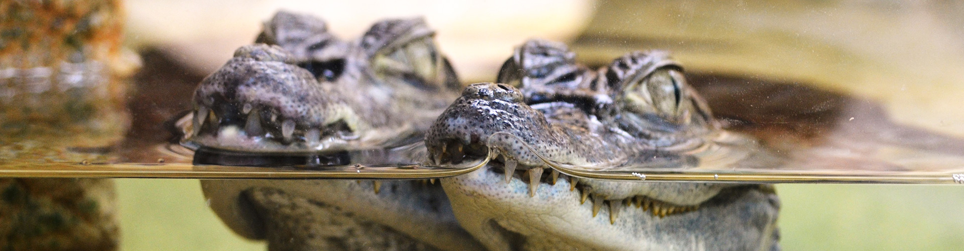 ferme-aux-crocodile-ardeche-famille