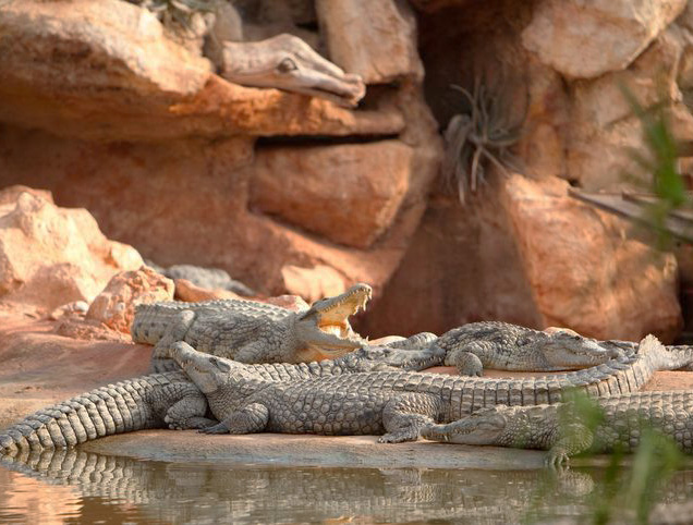 ferme-aux-crocodile-pierrelatte-ardeche-unique-en-france