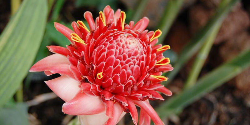 fleur-tropicale-ferme-aux-crocodiles-ardeche