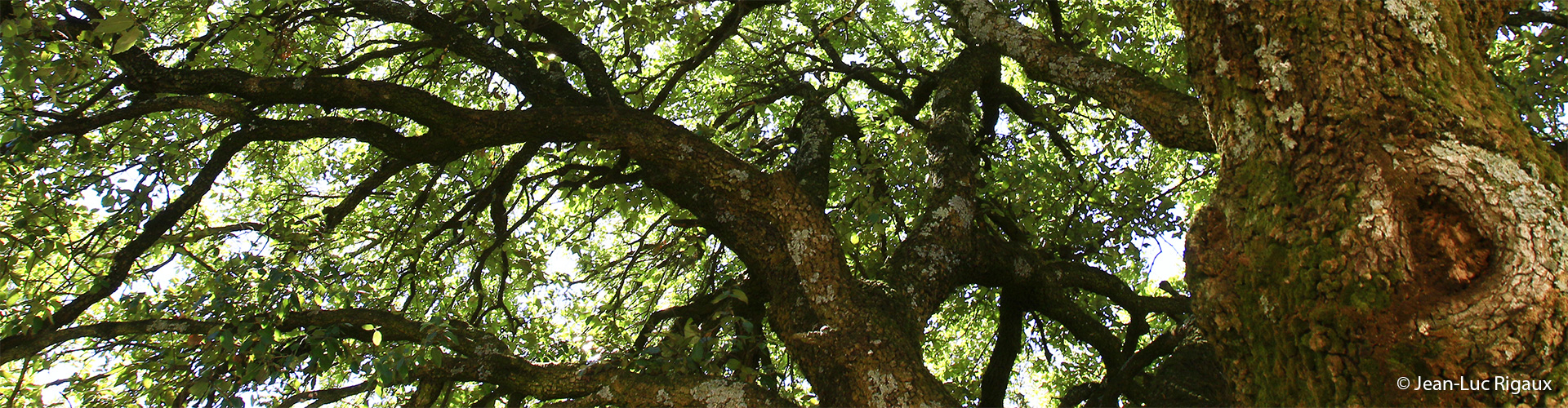 foret-du-laoul-ardeche