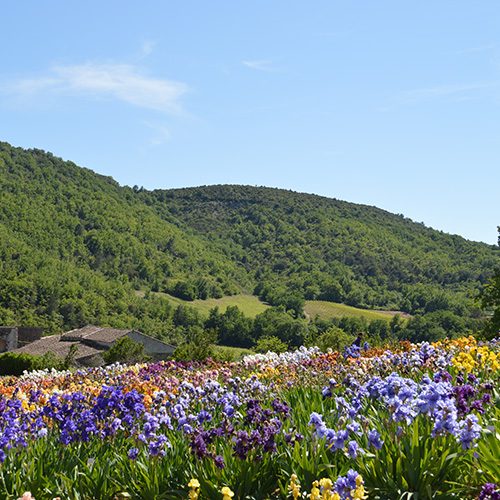 iris-bernard-laporte-square