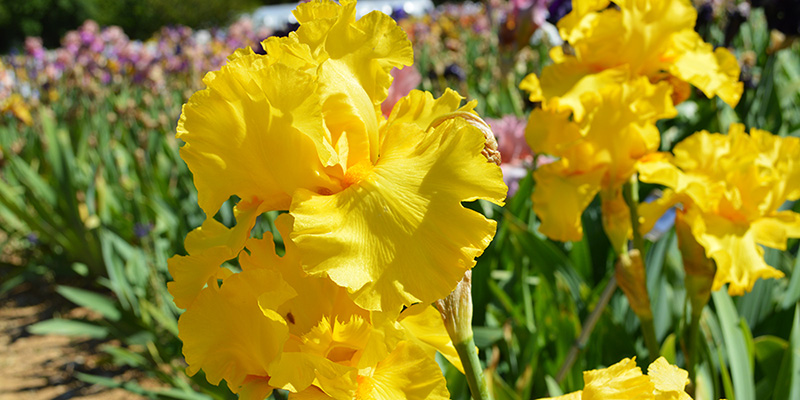 iris-jaune-ardeche-larnas