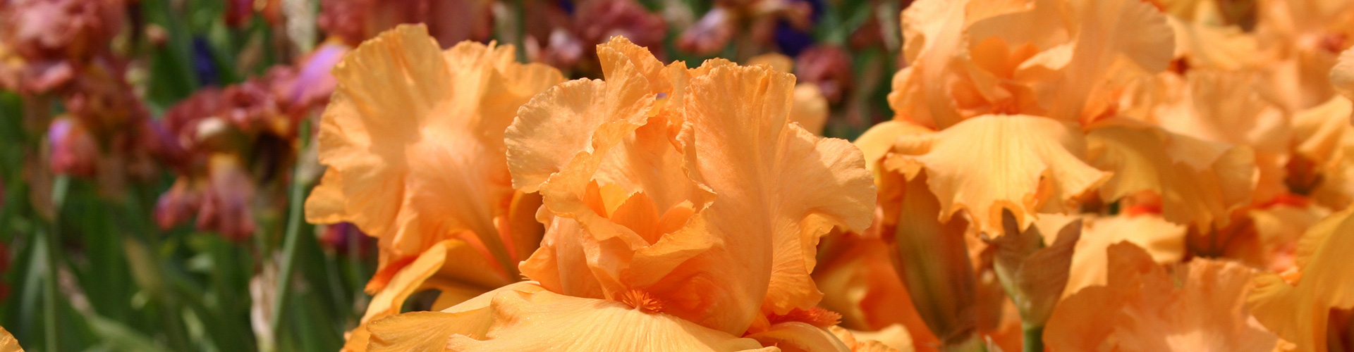 iris-larnas-orange-1