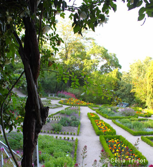 jardin-drome-provencale