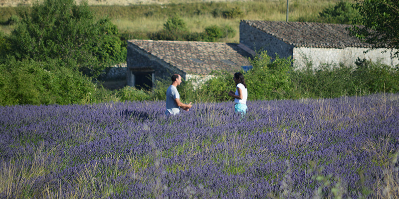 lavande-ardeche-plateau-des-lavandes