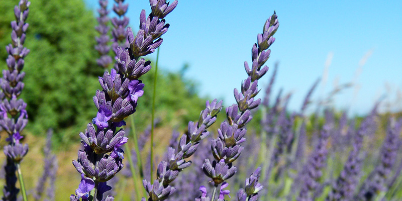 lavande-en-ardeche