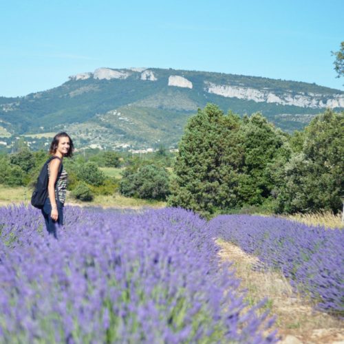 lavande-plateau-ardeche-1024x1024-square