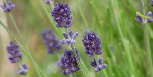 lavande-plateau-larnas-gras-ardeche