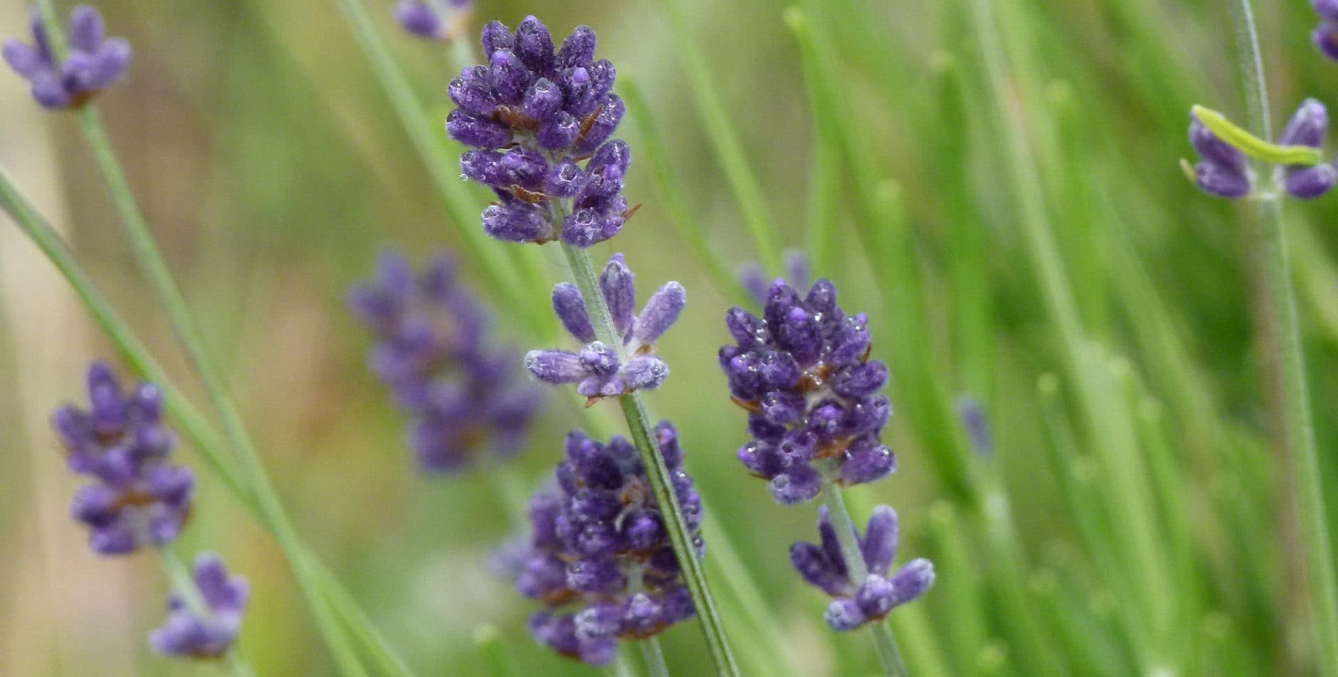 lavande-plateau-larnas-gras-ardeche