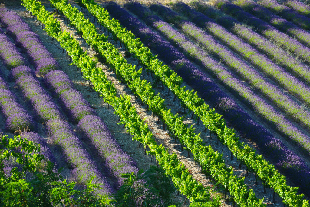 lavande vigne ardeche