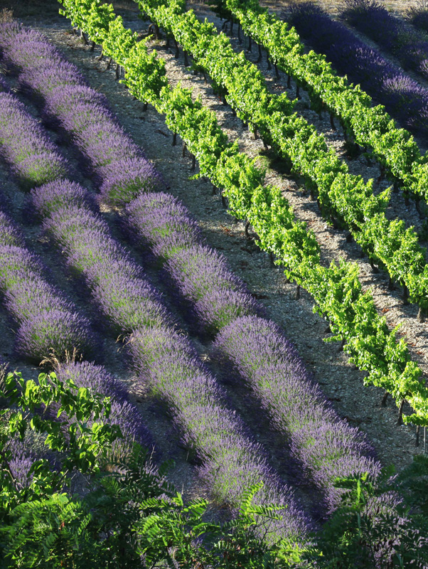 lavande-vigne-ardeche