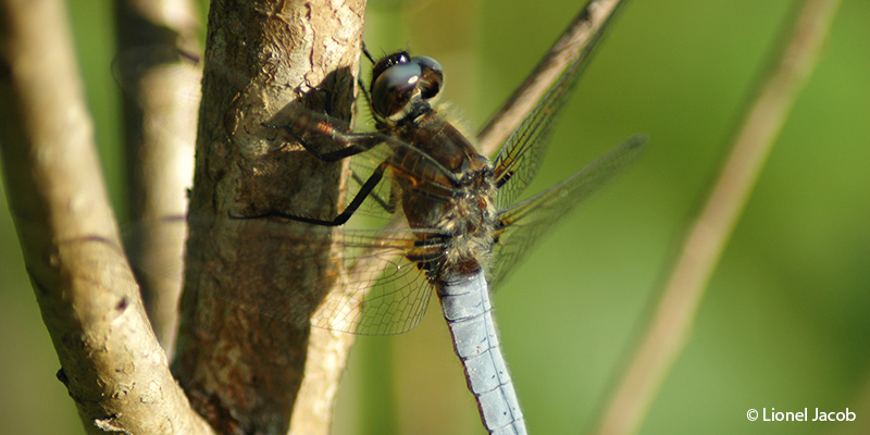le-rhone-libellule-rhone-ardeche-nature