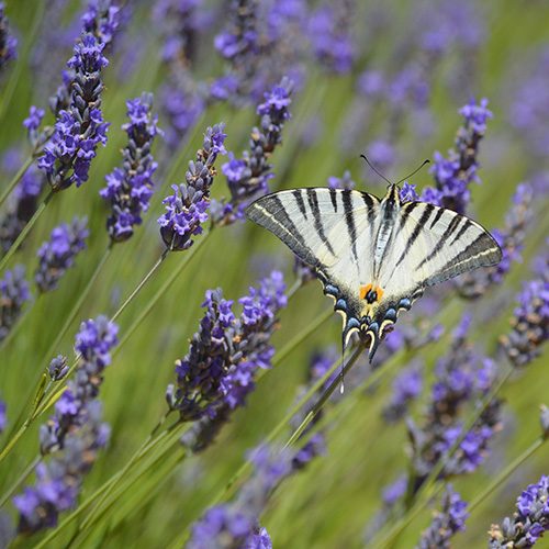 plateau-des-lavandes-ardeche-square