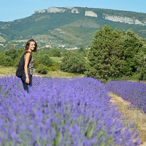 plateau-des-lavandes-porte-provence-ardeche-3-square