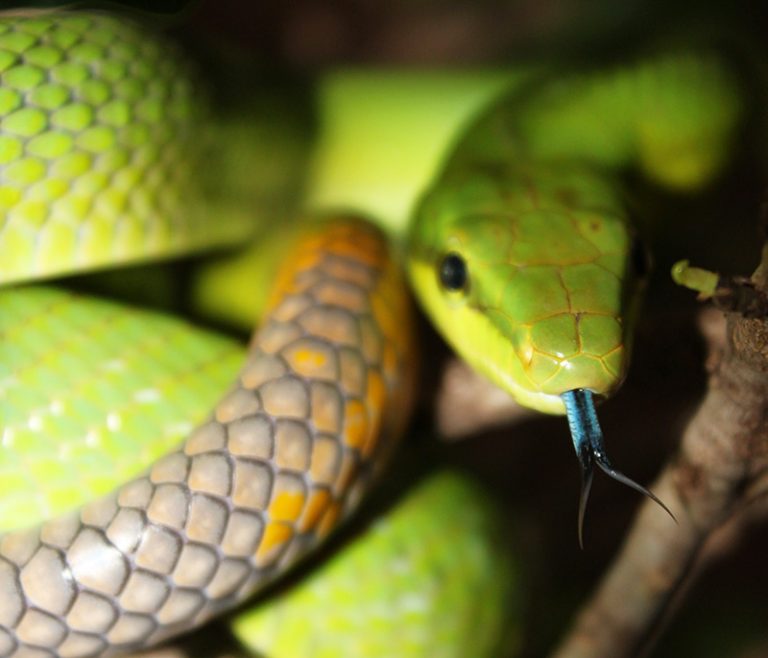 reptile-ferme-aux-crocodiles-ardeche-768x658