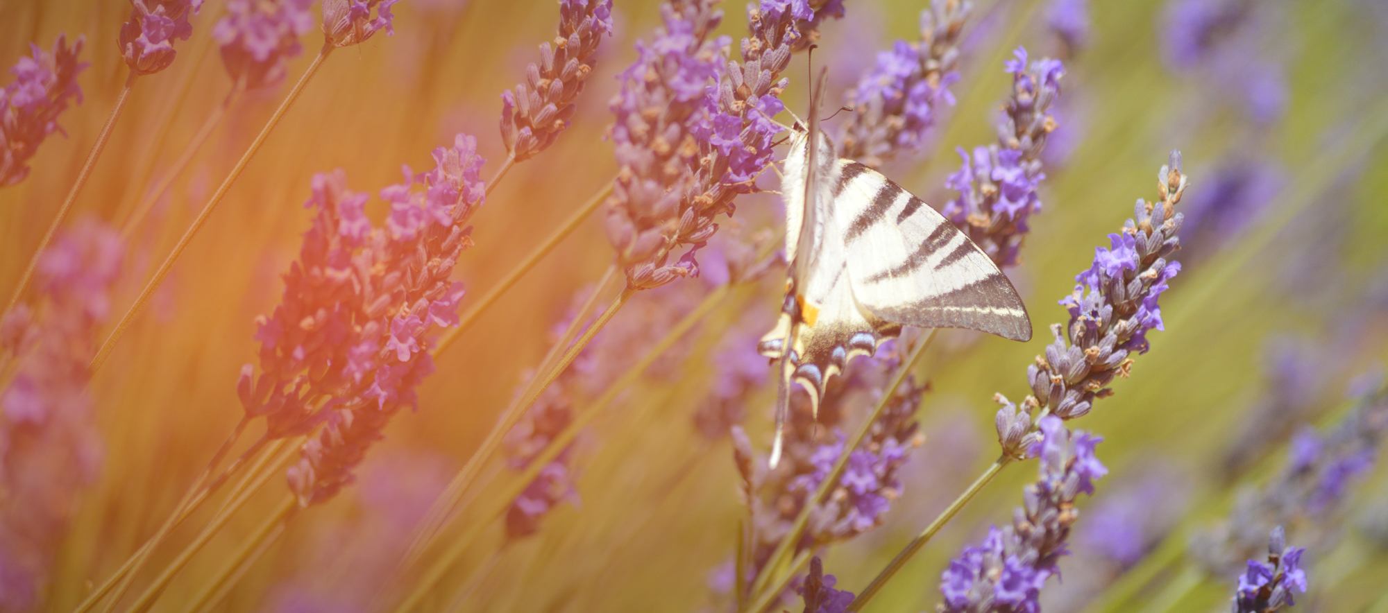 richesses-naturelles-sud-ardeche