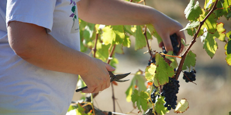 vendanges-vin-d-ardeche-vignoble
