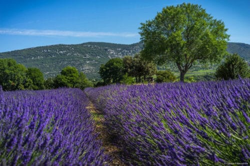 sejour-lavande-sud-ardeche