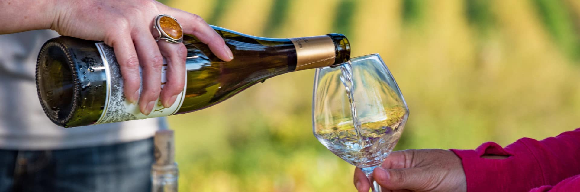 header dégustation vignoble sud ardèche