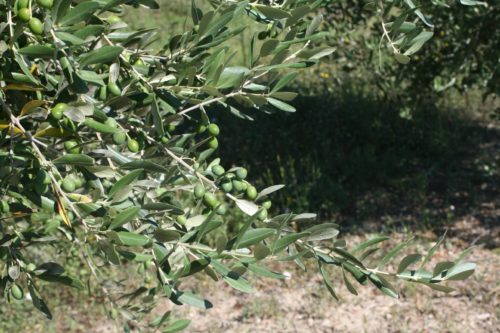 18456962485_a5a5e79fbe_o