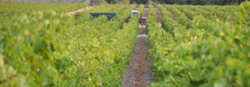 vignes et tracteur